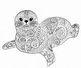Seal Zentangle Belek Foca Verbnow Ilustración Drawing sketch template