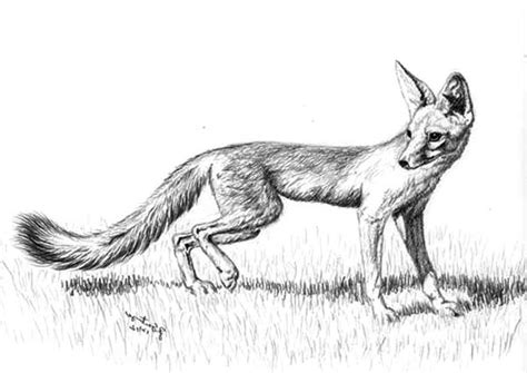 beautiful kit fox sketch coloring pages  print
