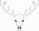 Deer Skull Mule Drawing Getdrawings sketch template