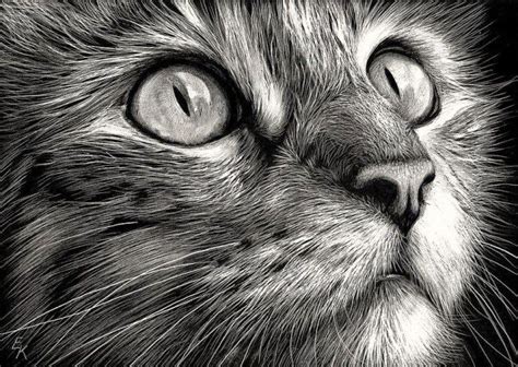 beautiful realistic cat drawings  inspire  scratchboard art