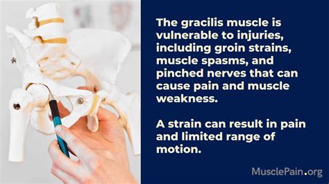 gracilis muscle pain muscle pain