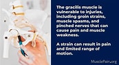 Afbeeldingsresultaten voor "aora Gracilis". Grootte: 173 x 94. Bron: musclepain.org
