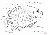 Flame Coloring Angelfish Pages Printable Fish Tropical Drawings Color Google Search Drawing Paintings Angel Ocean Supercoloring Animal Version Click Choose sketch template