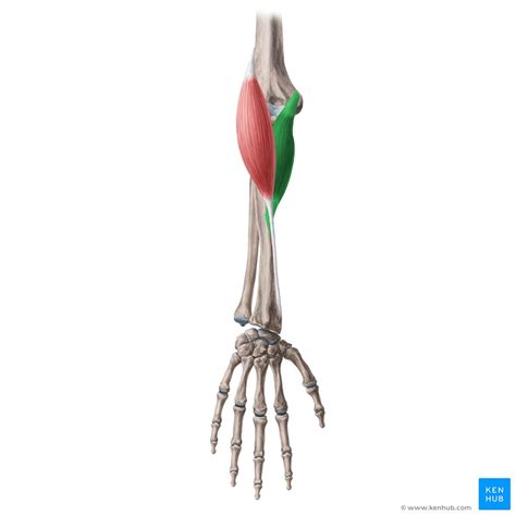 pronator teres muscle anatomy porn sex picture