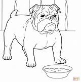 Coloring Bulldog Pages English Puppy French Template Templates sketch template