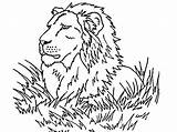 Coloring Lion Prey Observe His Lamb Color Pages Print Size Luna Getdrawings Getcolorings sketch template