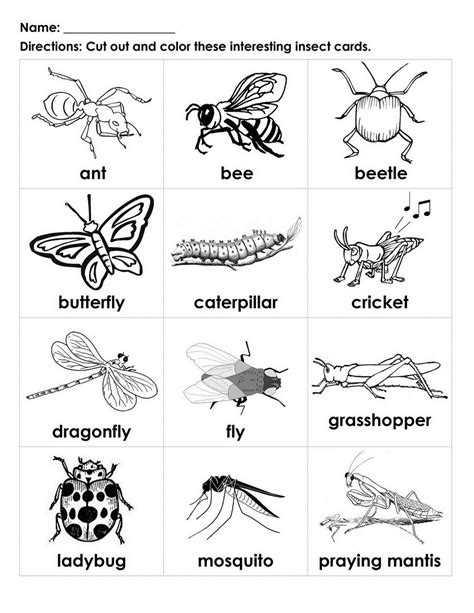 insect printables  kindergarten paramita web