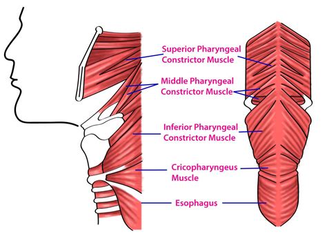 anatomy head  neck pharynx muscles article
