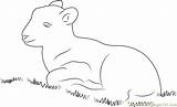 Coloring Lamb Sitting Grass Pages Coloringpages101 Lambs sketch template