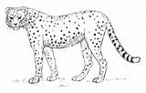 Cheetah Ghepardo Colorare Drawing Ausmalbilder Africano Gepard Supercoloring Categorie sketch template