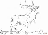 Bull Elk Coloring Pages Color Kids Animals sketch template