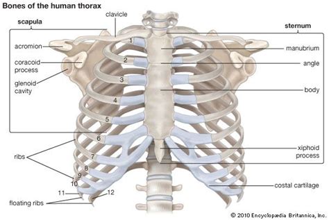 thorax anatomy britannicacom