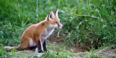 watch a real fox adorably settle the whole what does the fox say