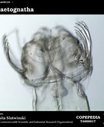 Afbeeldingsresultaten voor "heterochromia Fragilis". Grootte: 152 x 185. Bron: www.st.nmfs.noaa.gov