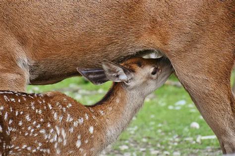 When Do Deer Give Birth Reproductive Cycle Of Deer World Deer