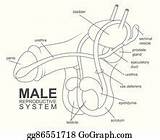 Reproductive Prepuce Gland Gograph Prostate sketch template
