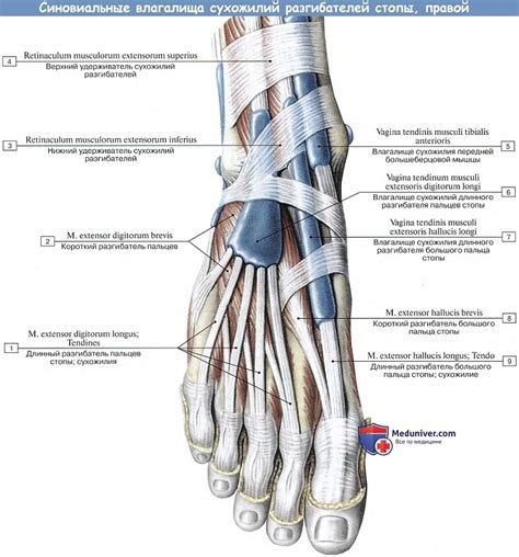 extensor retinaculum  foot