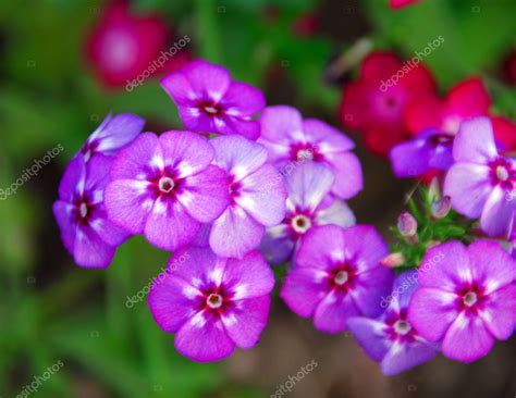 purple vinca periwinkle flower stock photo  nikonite