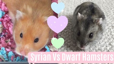 syrians vs dwarfs differences youtube