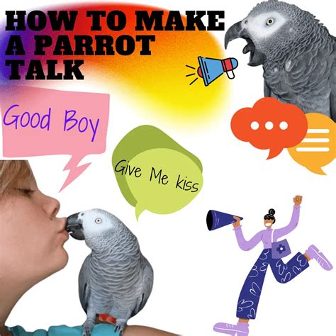 parrot talk talking parrot training  parrot  speak