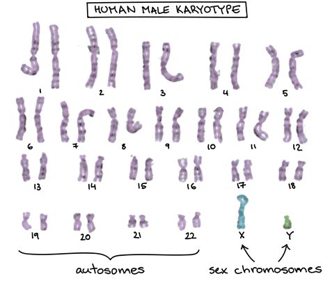 Can A Recessive Trait Be On The Y Chromosome Sex Chromosomes X Linked