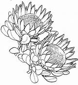 Protea Drawings Sketches Outline Waratah Plant Colouring Proteas Sketchite Fynbos Designlooter sketch template