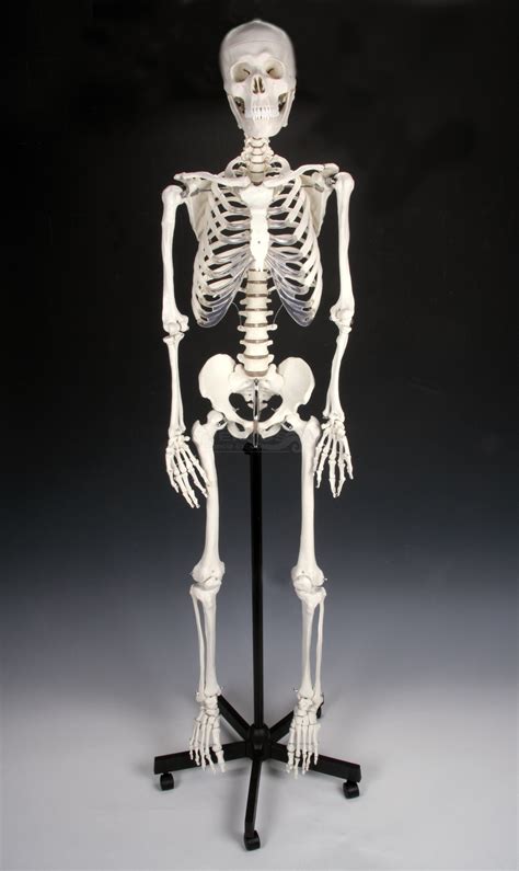 peti itumbiara  esqueleto humano  xxx hot girl