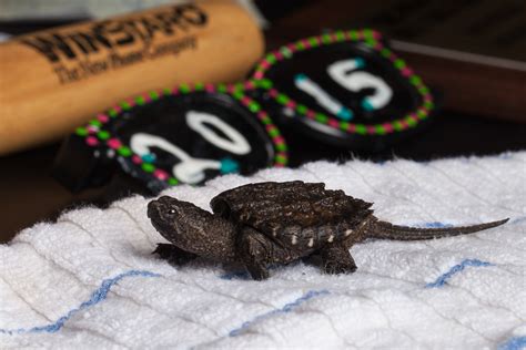 baby alligator snapping turtle   pages   days