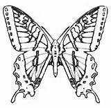 Swallowtail Designlooter Zebra Monarch sketch template