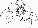 Hibiscus Hawaiian Getdrawings Indiaparenting Bindweed Sheets sketch template
