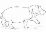 Hippo Nilpferd Hippopotamus Hippopotame Hipopotamo Ippopotami Dessiner Ausmalbilder Ausmalbild Supercoloring Hippopotames Colorir Mammiferi Niedliches Etape sketch template