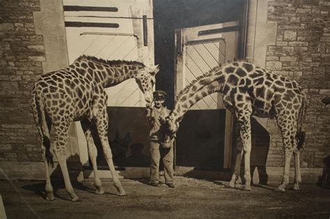 zoo news digest treasures unveiled  bristol zoos archives
