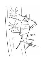 Coloring Pages Insects Aphids sketch template