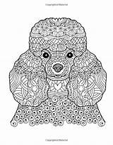 Poodle Colorear Colouring Perro Relieving Everywhere Poodles Mandela sketch template