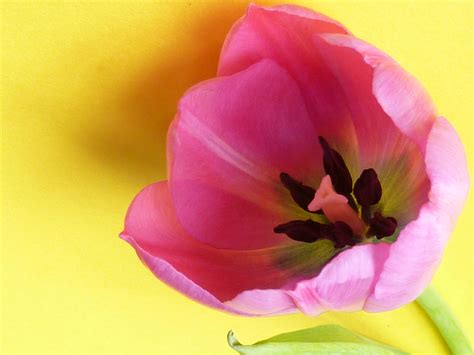 close   pink tulip flower  yellow background creative commons