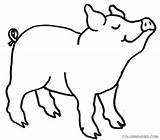 Pig Outline Coloring Coloring4free Printable Pages sketch template