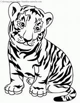 Tiger Baby Coloring Pages Miracle Timeless sketch template