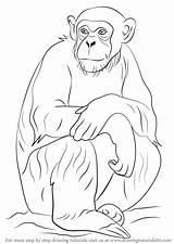 Chimpanzee Monkey Coloring sketch template