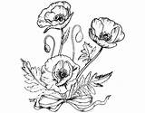 Para Colorear Dibujos Dibujo Amapola Flores Amapolas Pintar Poppies Silvestres Narcisos Drawing Fiori Di Poppy Coloringcrew Some Flowers Imprimir Naturaleza sketch template