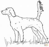 Setter Coloring Pages Irish Dog English Drawing Printable Print Dogs Paper Book sketch template