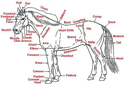 bridle path parts   horse  basic care