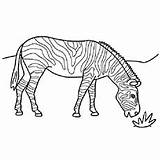 Zebra Coloring Pages Grazing Printable Color Top sketch template