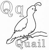 Quail Coloring Pages King Preschool Color Animals Printable Animal sketch template