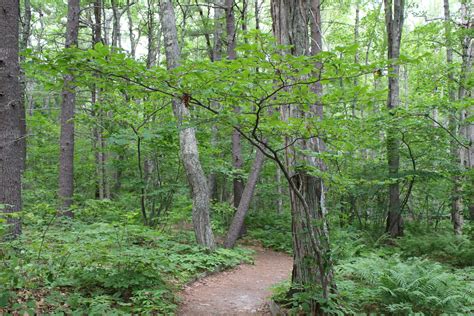 shade gardening  native plants   woodland understory