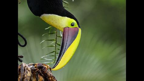 incredible toucan facts youtube