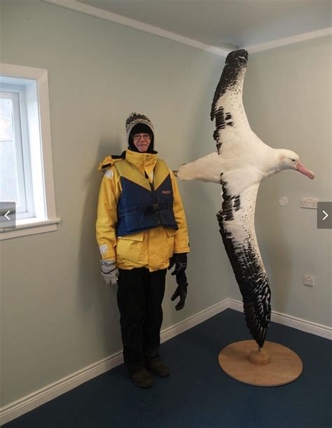 wandering albatross  scale   longest wingspan