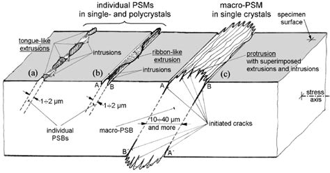 schematic diagram   characteristic forms  mature psm  scientific diagram