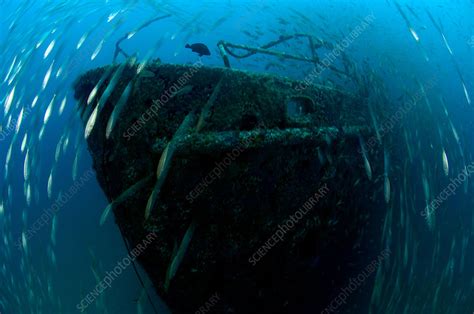 sunken ship stock image  science photo library