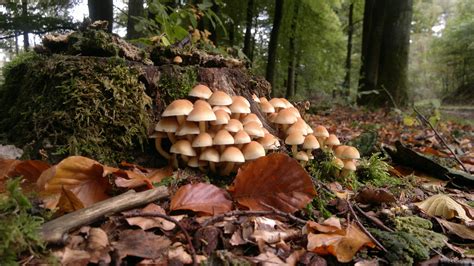 actieve herfstvakantie op de veluwe met hoegen fietsverhuur hoegen fietsverhuur