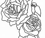 Bunch Roses Drawing Rose Coloring Pages Clipartmag sketch template
